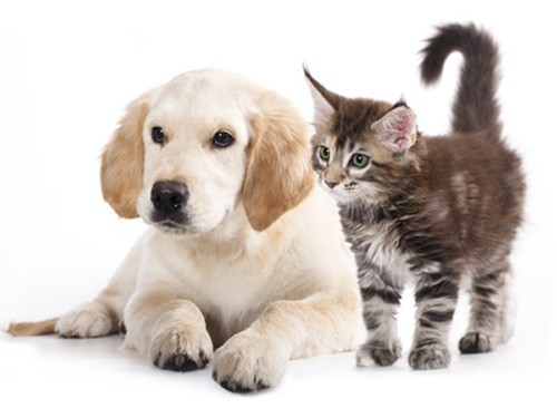 Chiens & chats