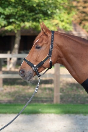 Licols & longes